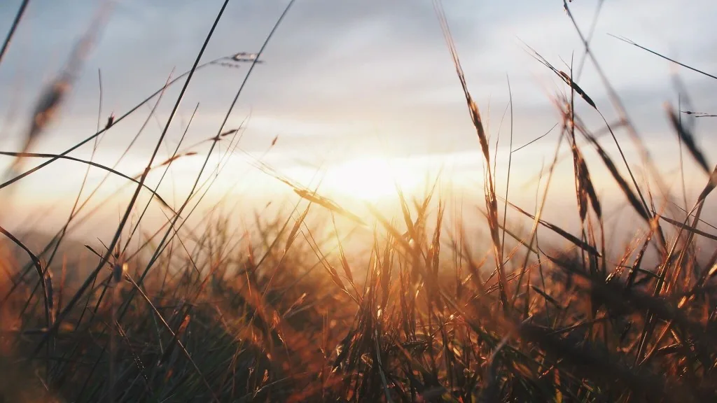 Warm golden hour light across open countryside New Day Therapies life coaching Hull