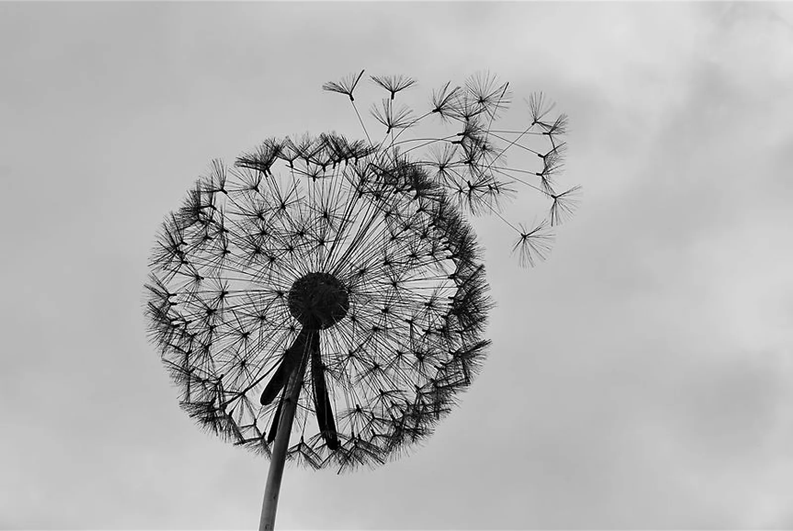 Dandelion seed head against a pale sky with seeds drifting away, photograph by Dawn O’Donoghue New Day Therapies