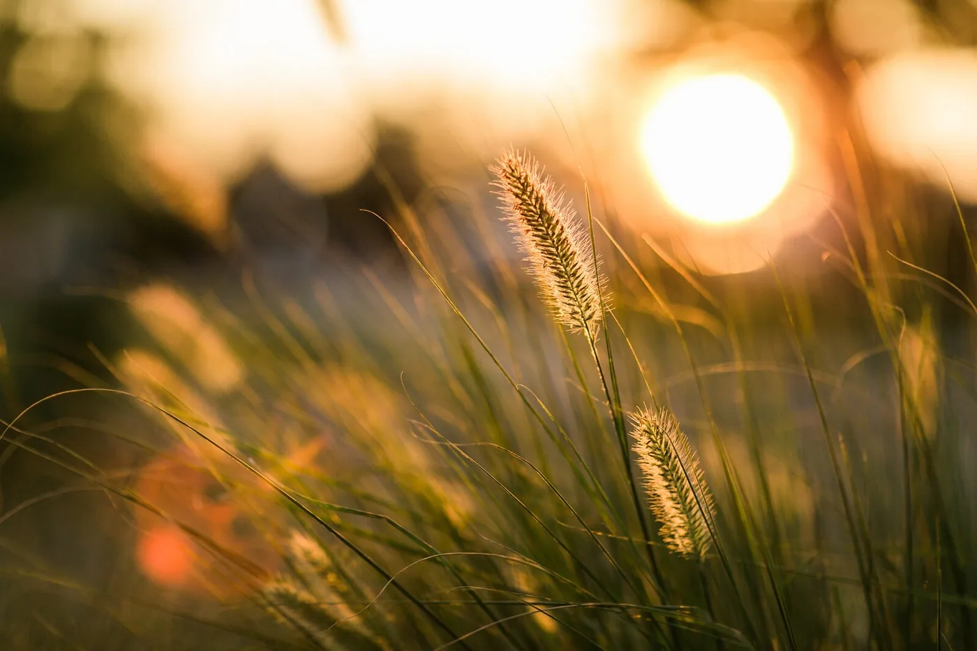 Warm evening light over East Yorkshire fields New Day Therapies Hull